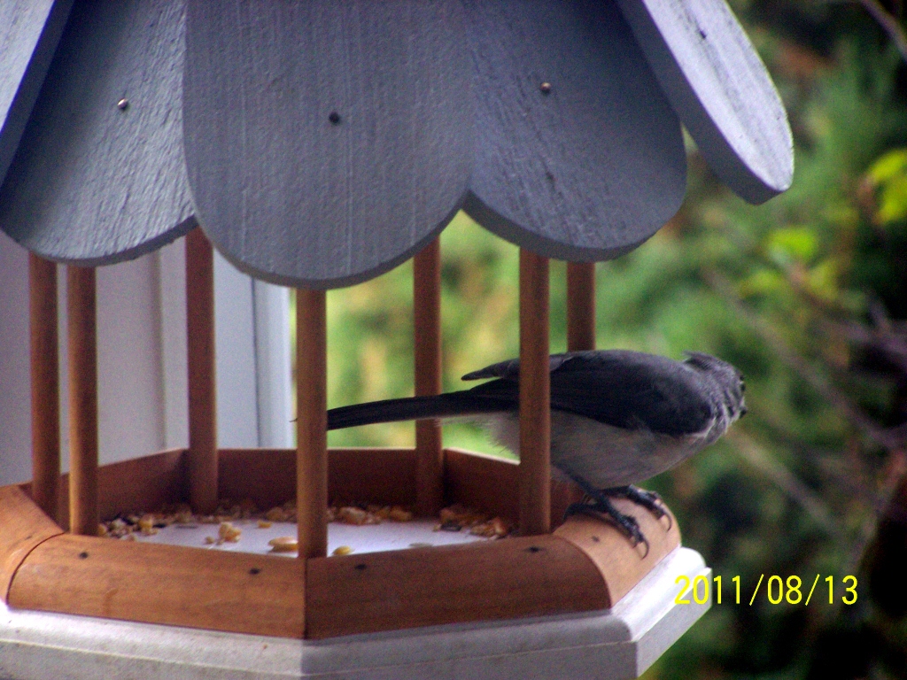 Tufted Titmouse